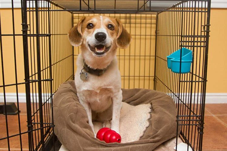 Training Your Dog to Love Their New Dog House