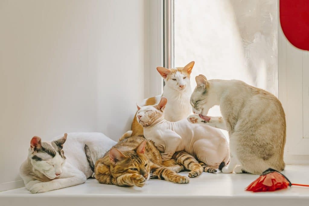 Multi-Cat Households