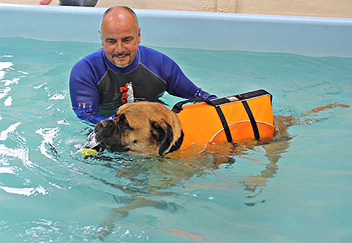 The Benefits of Canine Hydrotherapy: Rehabilitation and Fitness