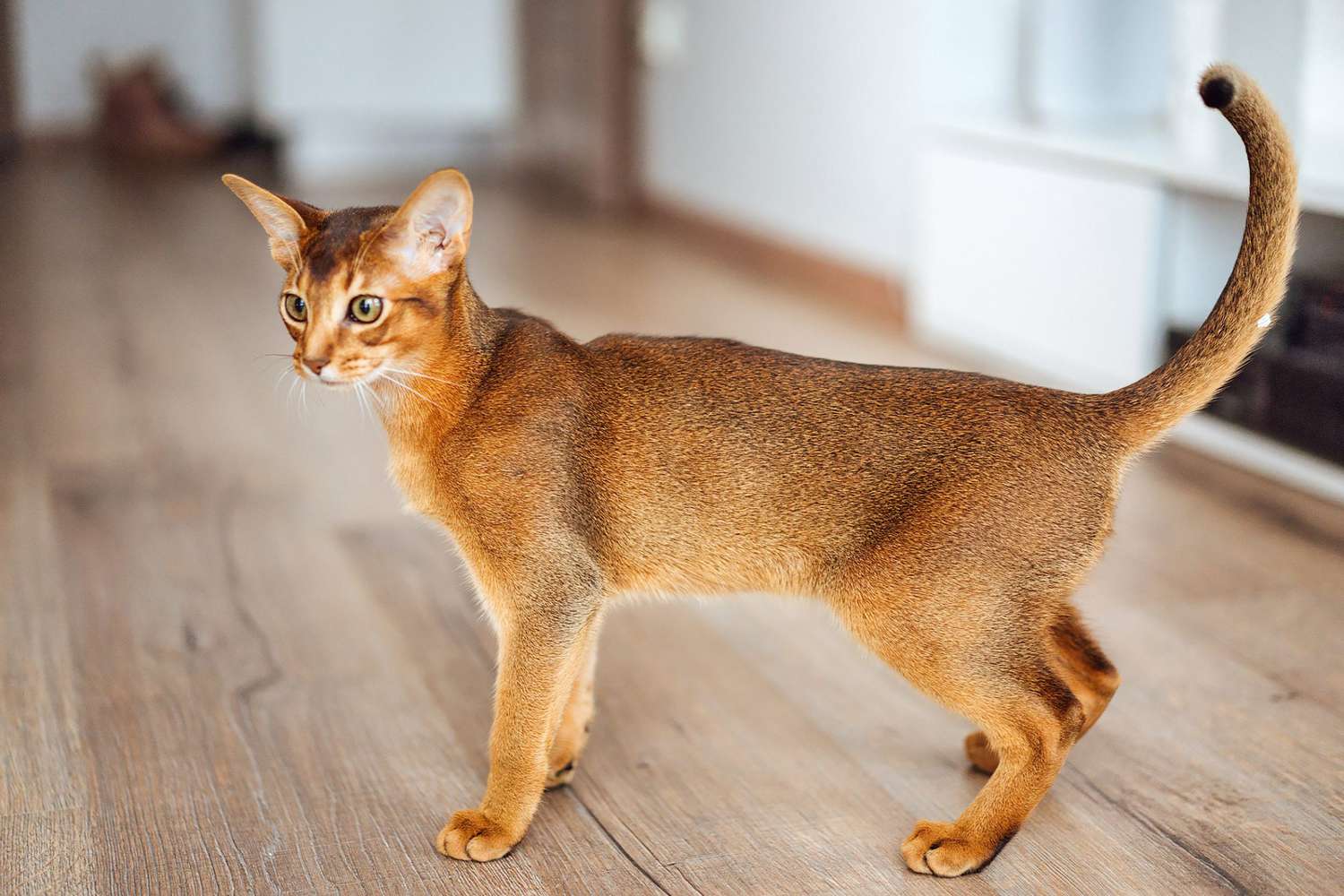 Best Cat Trees For Abyssinian Cat Breed