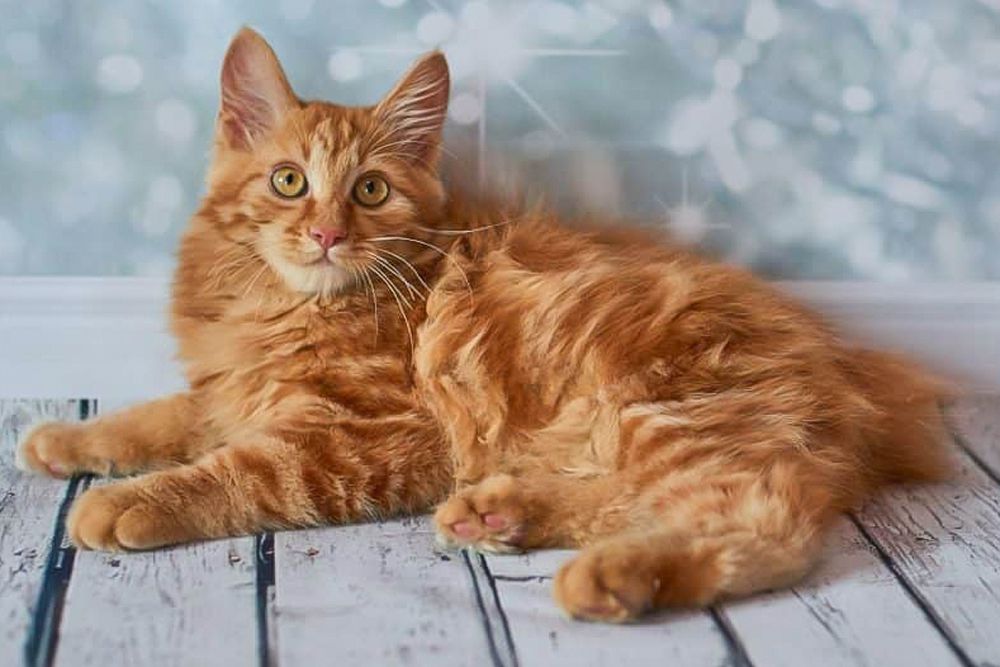 Best Cat Trees For The American Bobtail Cat Breed