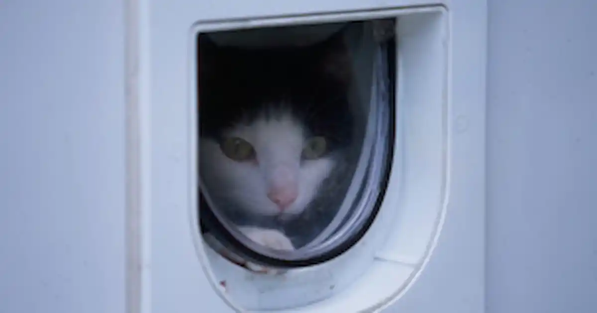 Cat Flap Fears: Easing Your Cat’s Anxiety