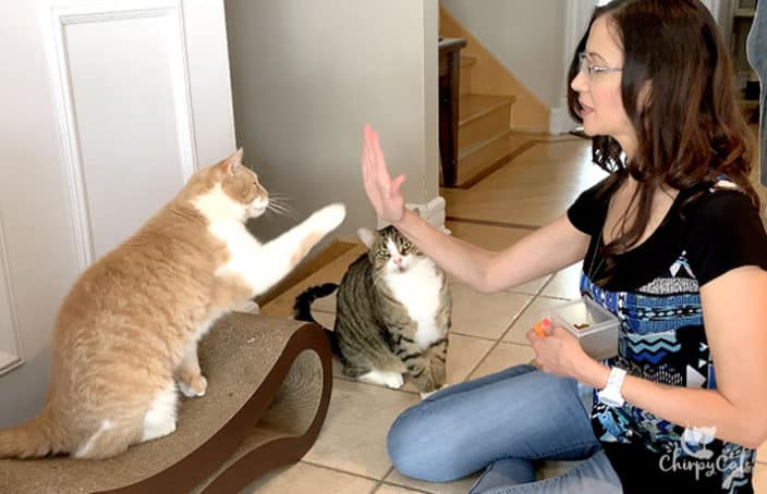 The Art of Clicker Training: A Step-by-Step Guide for Cats