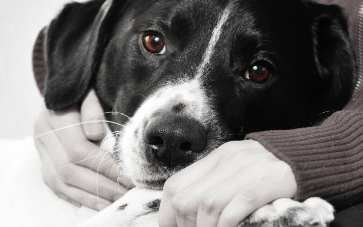 Fostering a Dog While Awaiting Rehoming: Tips for a Smooth Transition