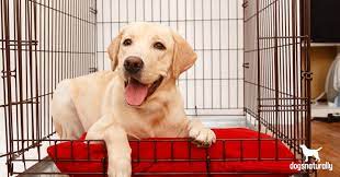 Training Your Dog to Love Their New Dog House