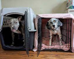 Training Your Dog to Love Their New Dog House