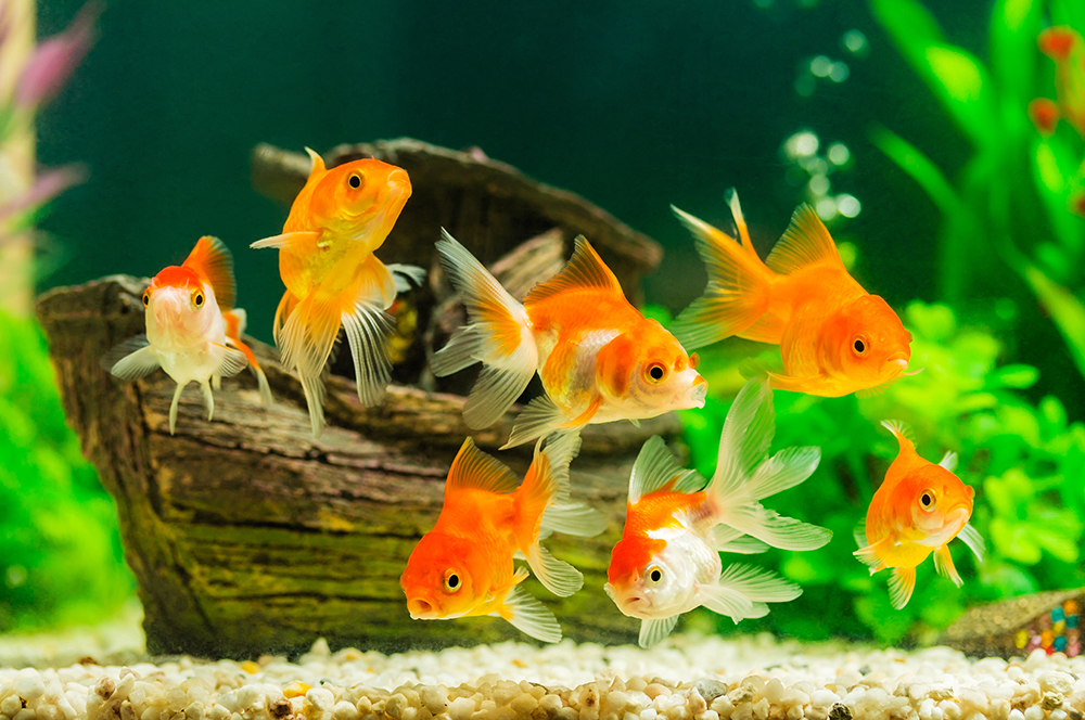 Aquarium Fish Health: Understanding and Preventing Common Diseases