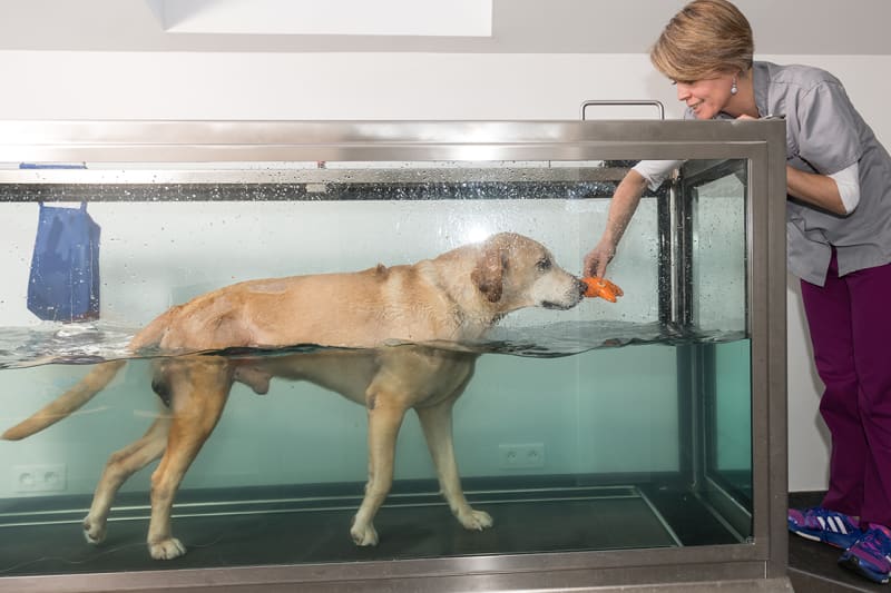 The Benefits of Canine Hydrotherapy: Rehabilitation and Fitness