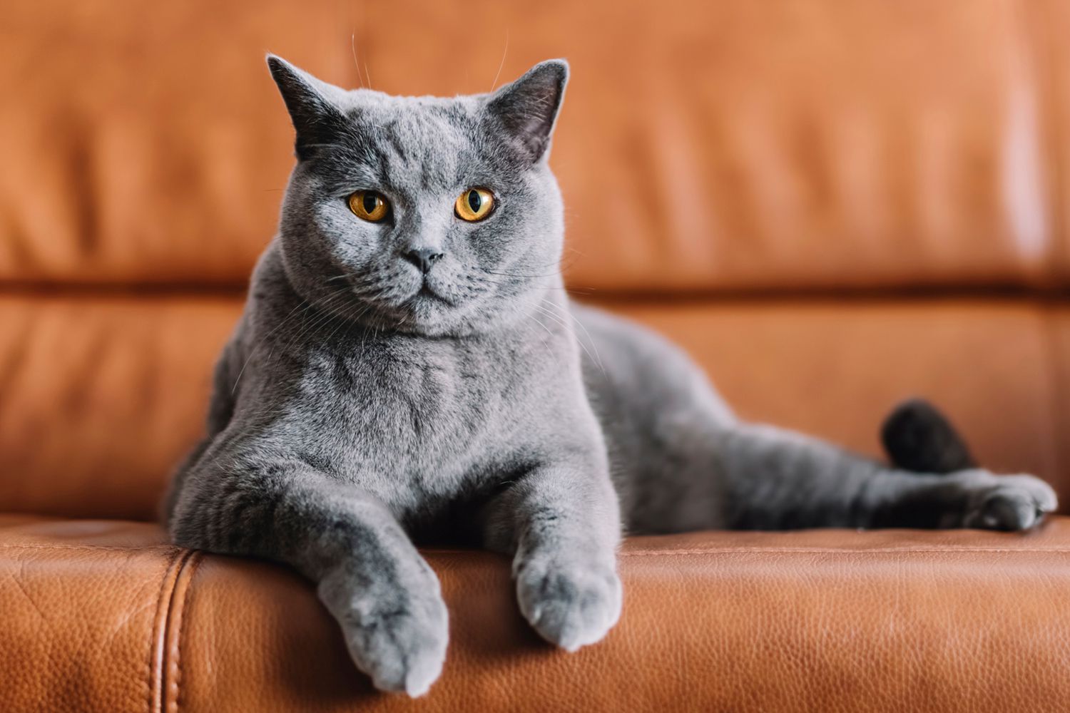 Best Cat Trees For The Chartreux Cat Breed