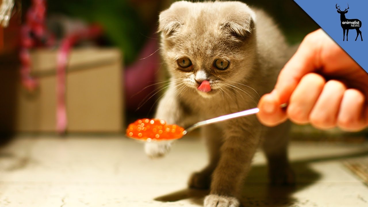 Feline Feeding Fixes: Simple Strategies to Tempt Picky Eaters