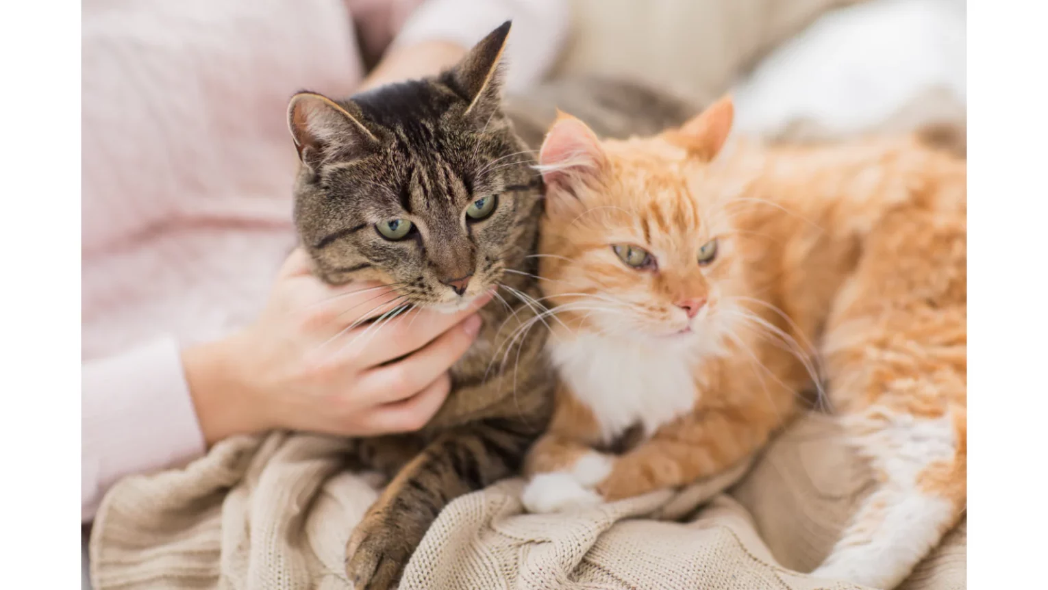 Advanced Litter Training: Solving Common Issues in Multi-Cat Households
