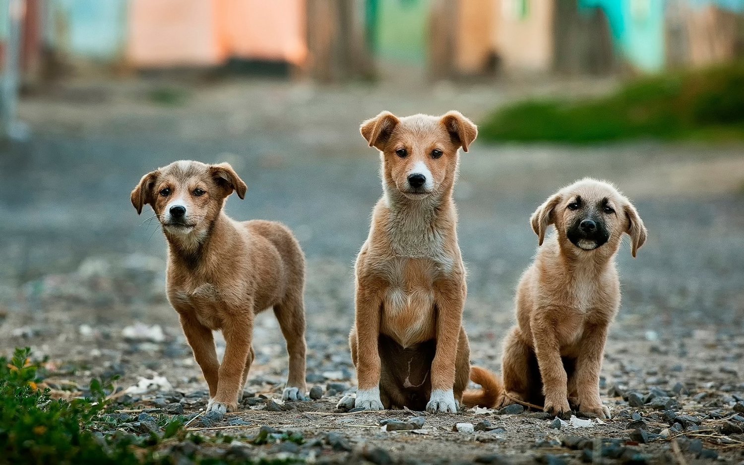 Understanding Romanian Rescue Dogs: What Makes Them Unique