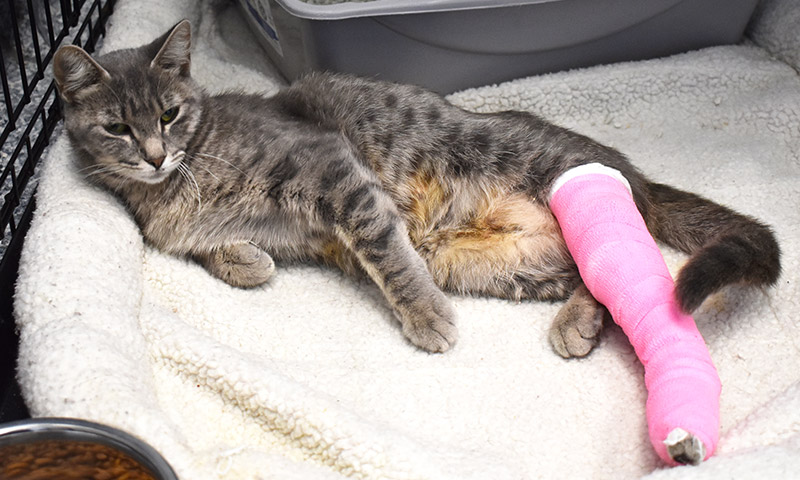 Caring for a Cat with a Broken Leg and Pelvis: Insights from a Pet Owner’s Journey