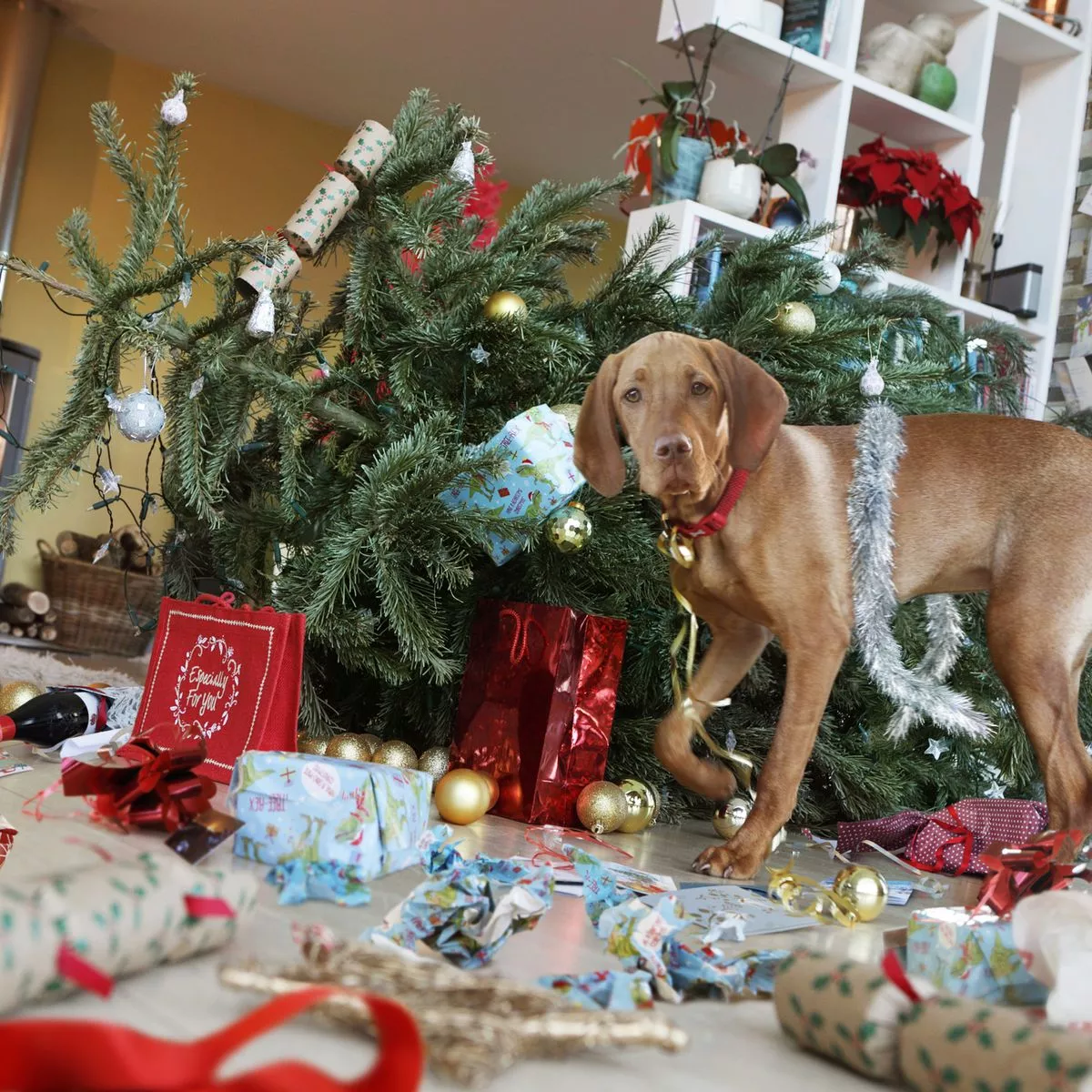 Navigating the Hidden Christmas Dangers for Your Pets