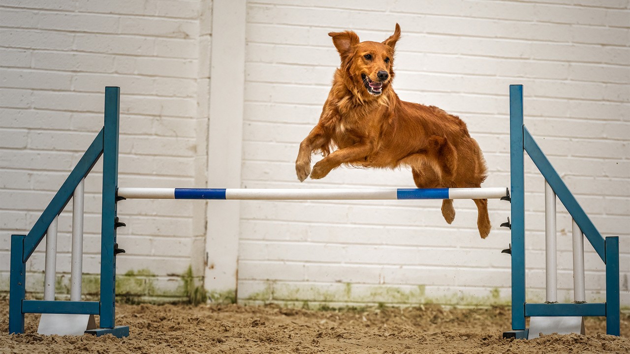 Unleashing the Benefits of Dog Training