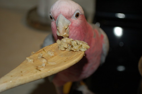 How To Convert A Parrot To Pellets