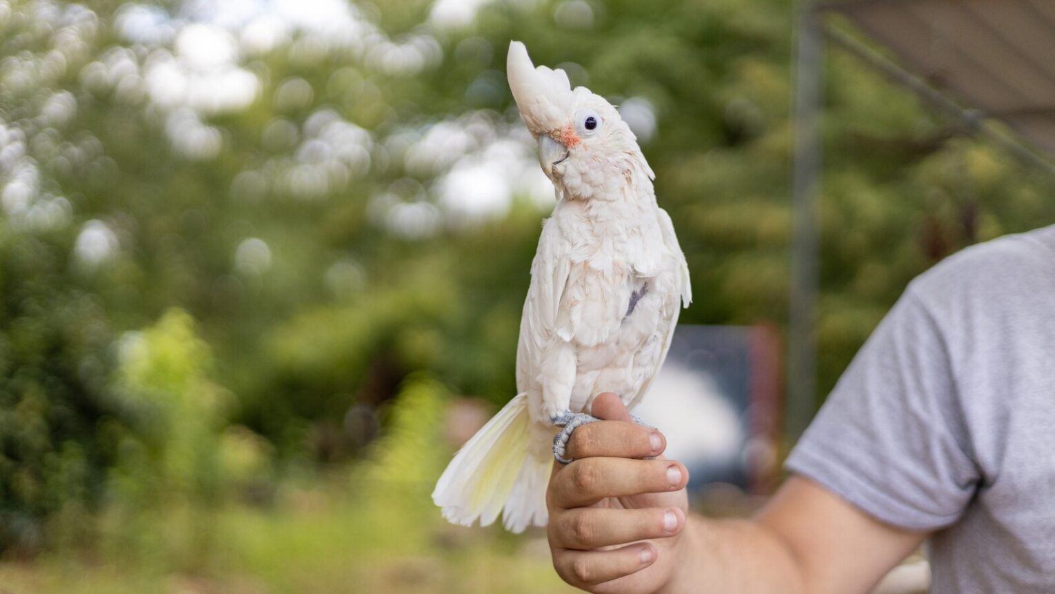 Feathered Friends Forever: Discovering the Joy of Keeping Birds as Pets