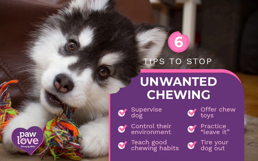 Proven Strategies to Stop Your Dog’s Chewing Spree