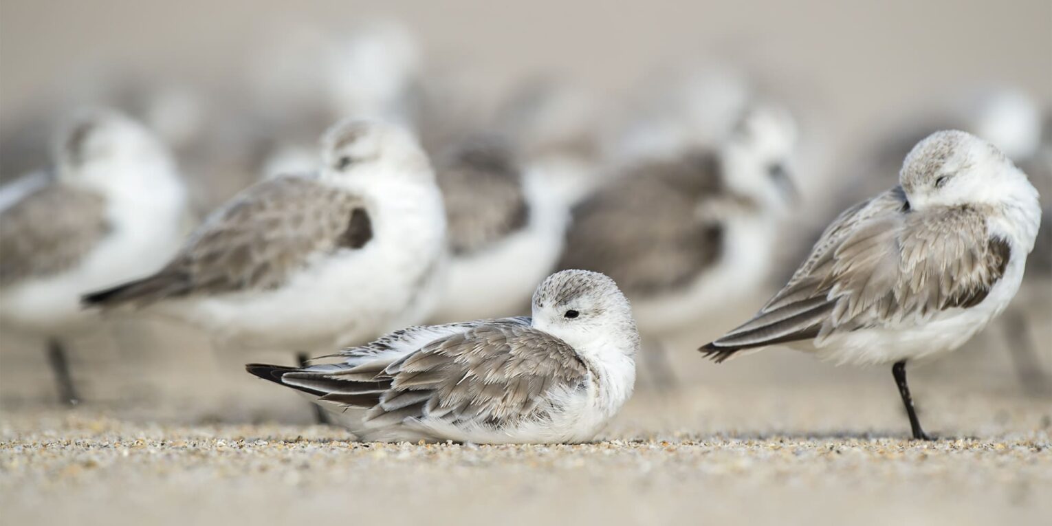 Decoding and Understanding Your Bird’s Sleep Patterns