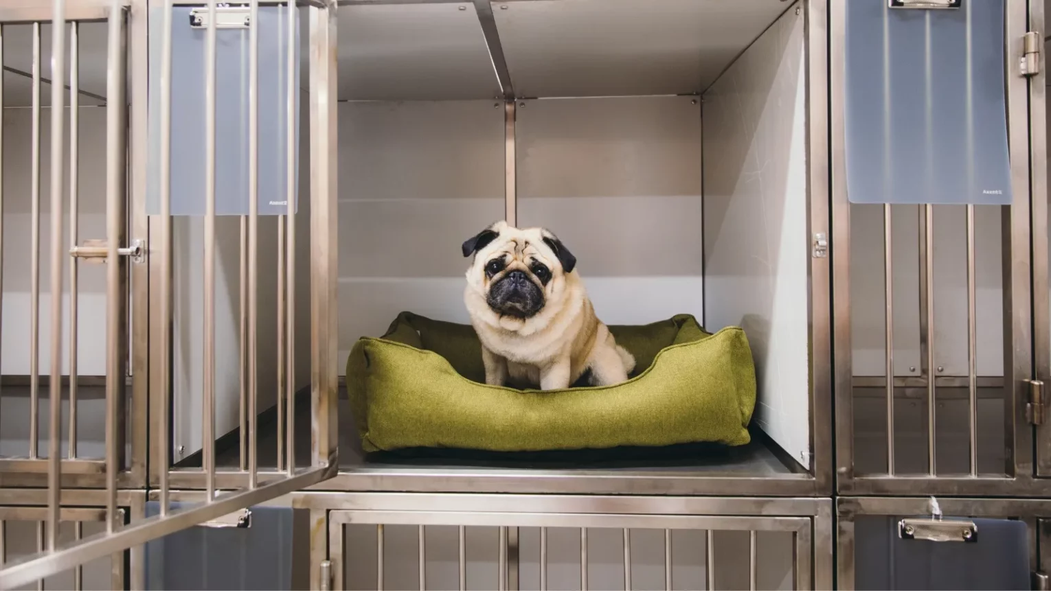 Home Away From Home: Key Tips for Choosing the Perfect Dog Boarding Kennel