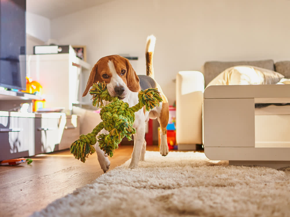 The Ultimate Guide to Dog-Proofing Your Home