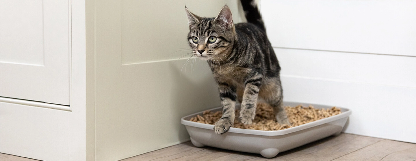 Transitioning Your Kitten to Indoor Litter Use: