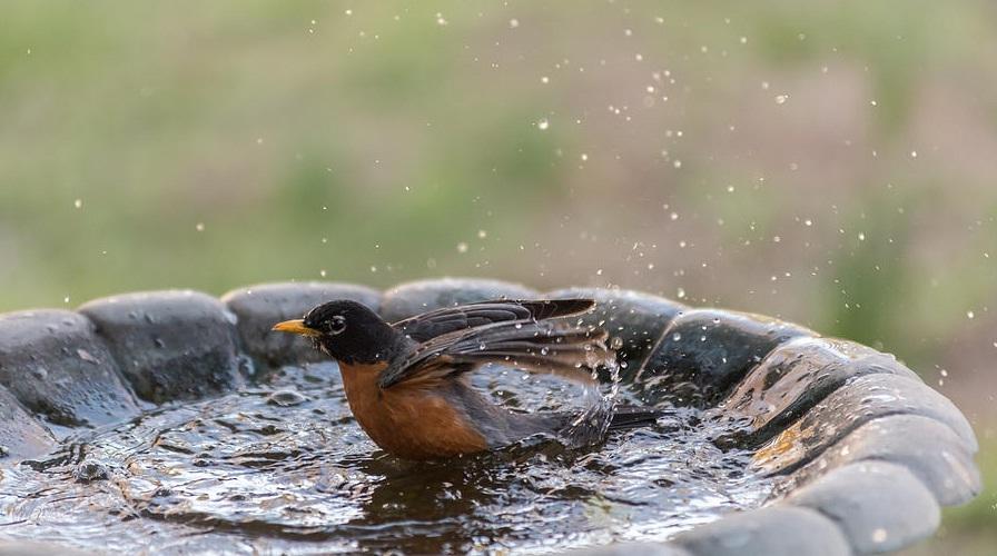 Bathing Habits and Hygiene for Birds