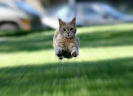 Pouncing Into the Unknown: How Fast Are Cats? Discover the Surprising Answer!