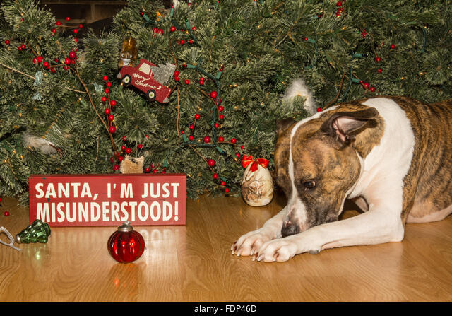 Dog-Proof Your Christmas Tree