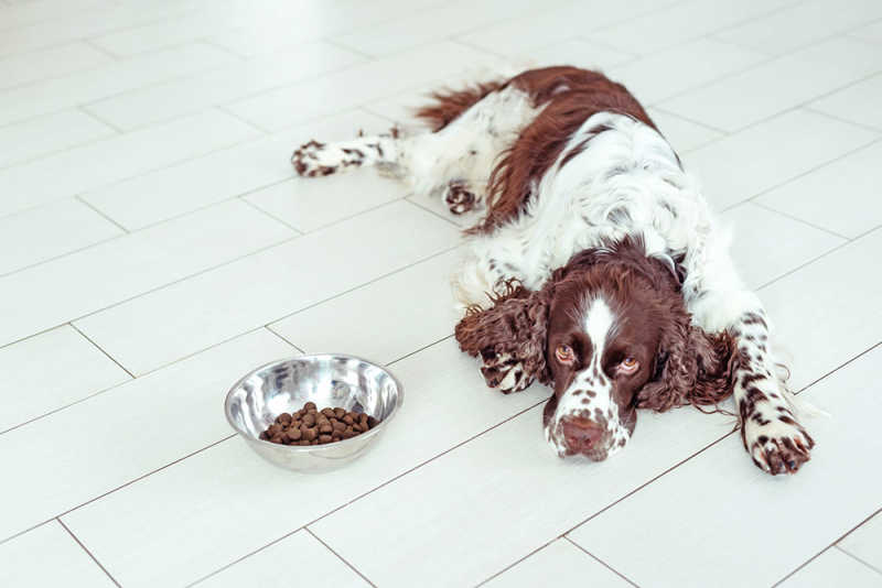 Understanding Why Your Dog May Not Be Eating