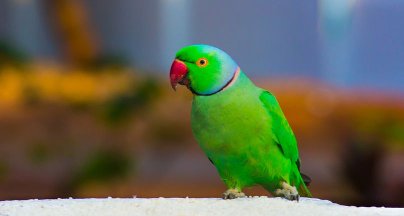 Indian Ringneck Parakeet Parrot Fact Sheet