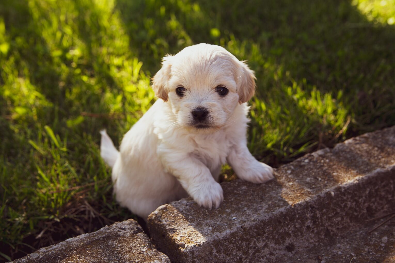 Raising a Well-Behaved Pup: 10 Effective Strategies to Foster Good Behavior in Your Puppy