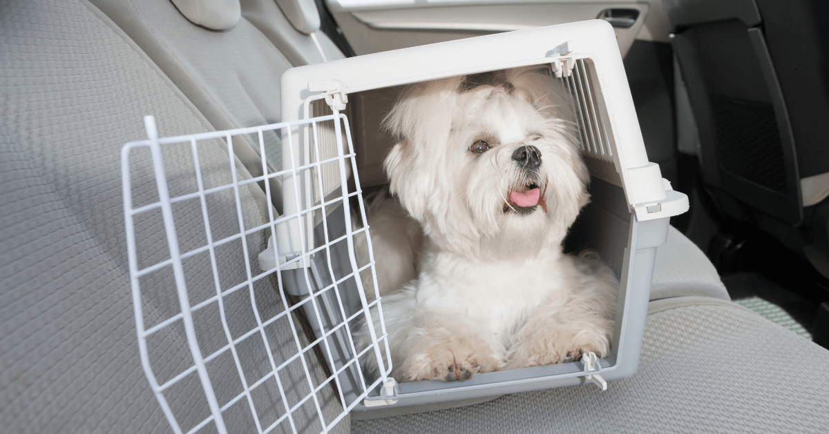 Expert Tips for Training Your Dog for Stress-Free Car Journeys