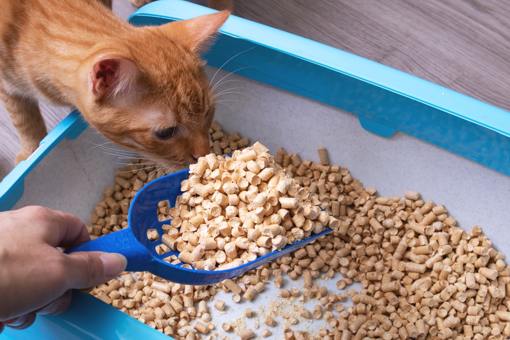 Scent-Savvy Solutions: Keeping Your Litter Box Fresh and Odorless