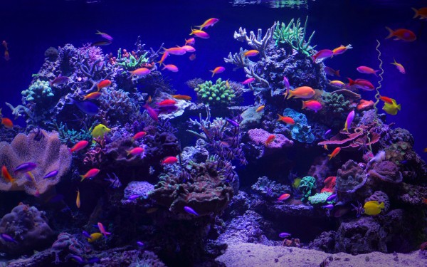 The Enchanting Beauty of Freshwater vs. Saltwater Fish Tanks