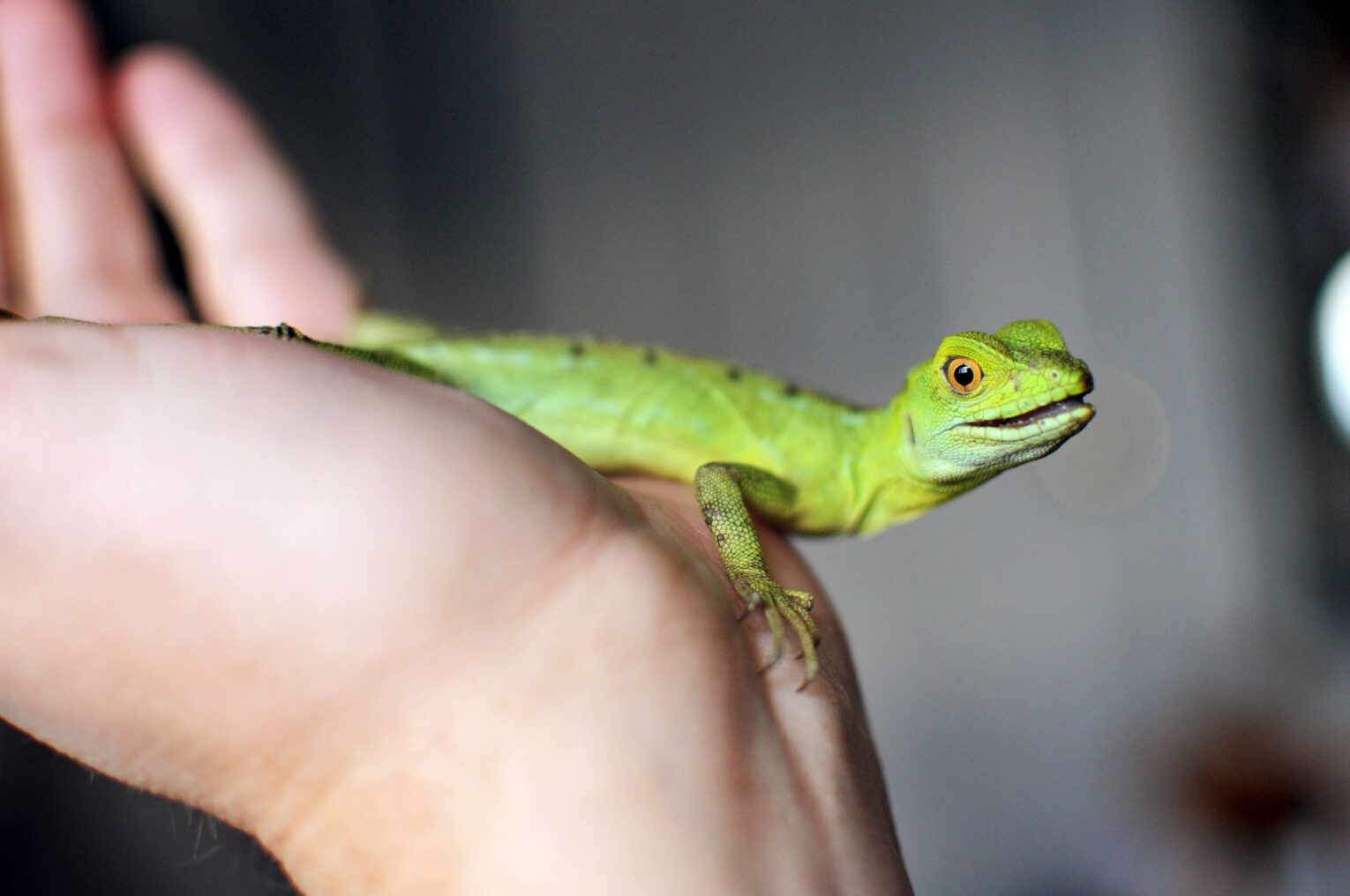How to Select the Right Reptile Pet