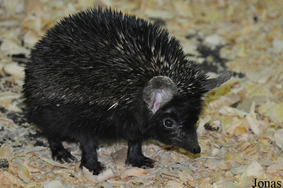 Unveiling the Enigmatic Brandt’s Hedgehog: A Comprehensive Care Guide and Traits Overview