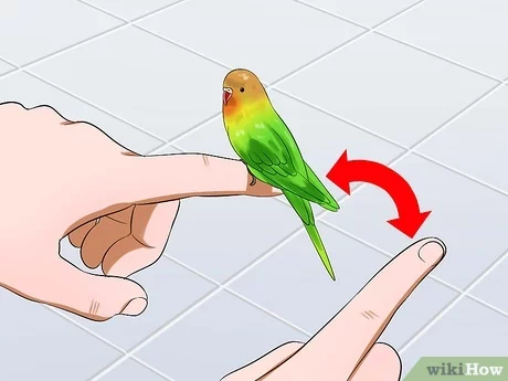Taming and Bonding with Your Bird