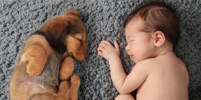How to Successfully Introduce Your Pets to Your New Baby