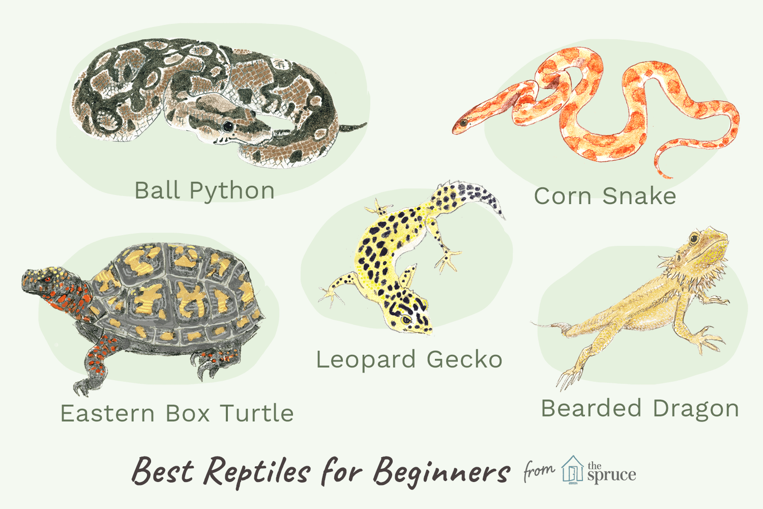 How to Select the Right Reptile Pet