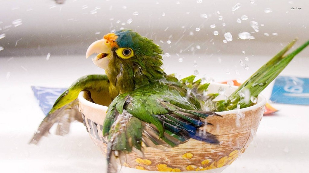 A Guide to Bathing Habits and Hygiene for Birds