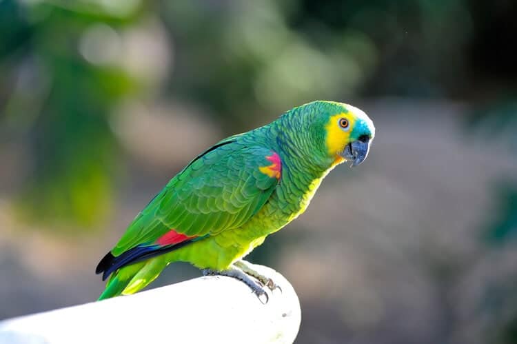 Blue-Fronted Amazon Parrot Fact Sheet