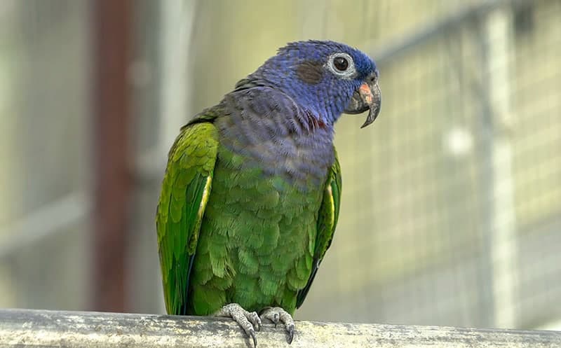 Pionus Parrot Parrot Fact Sheet