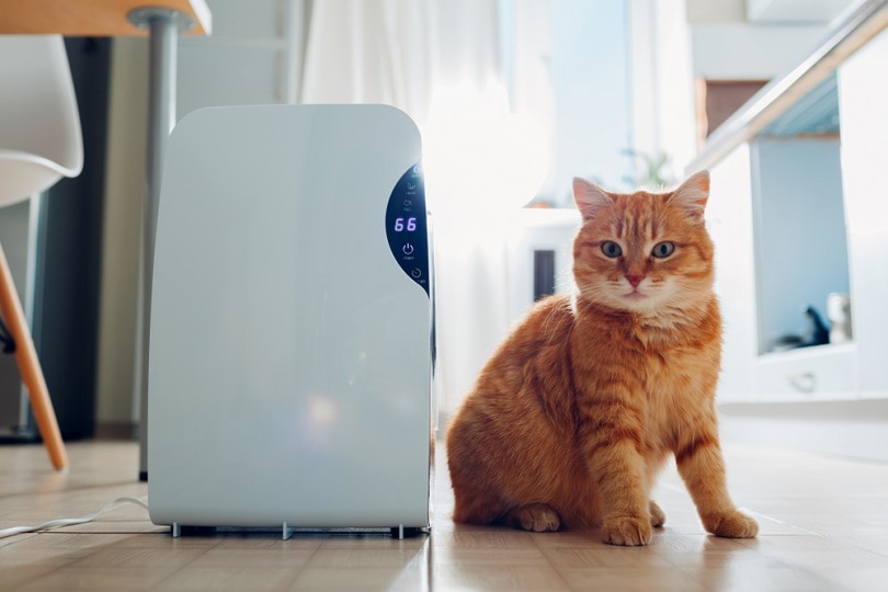 Humidifiers and Cats: