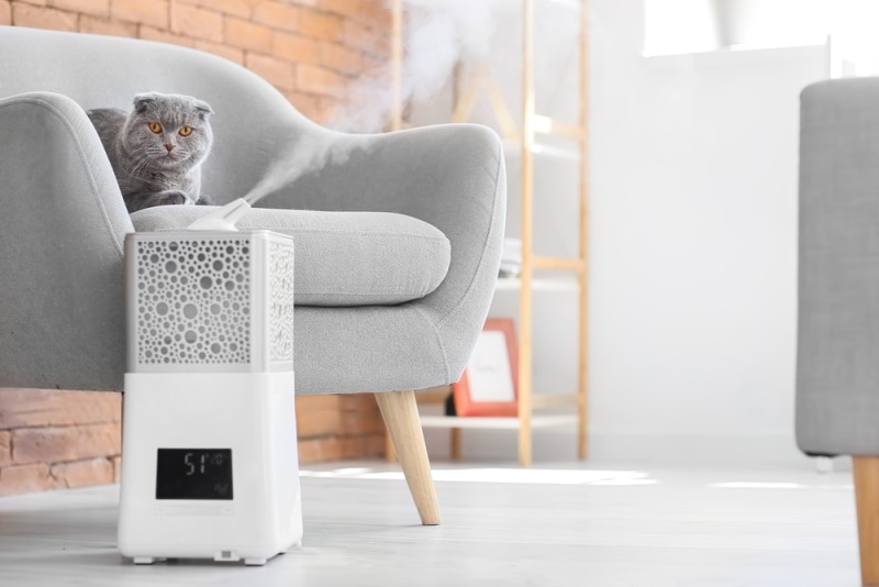 Humidifiers and Cats: A Breath of Fresh Air or Hidden Dangers?