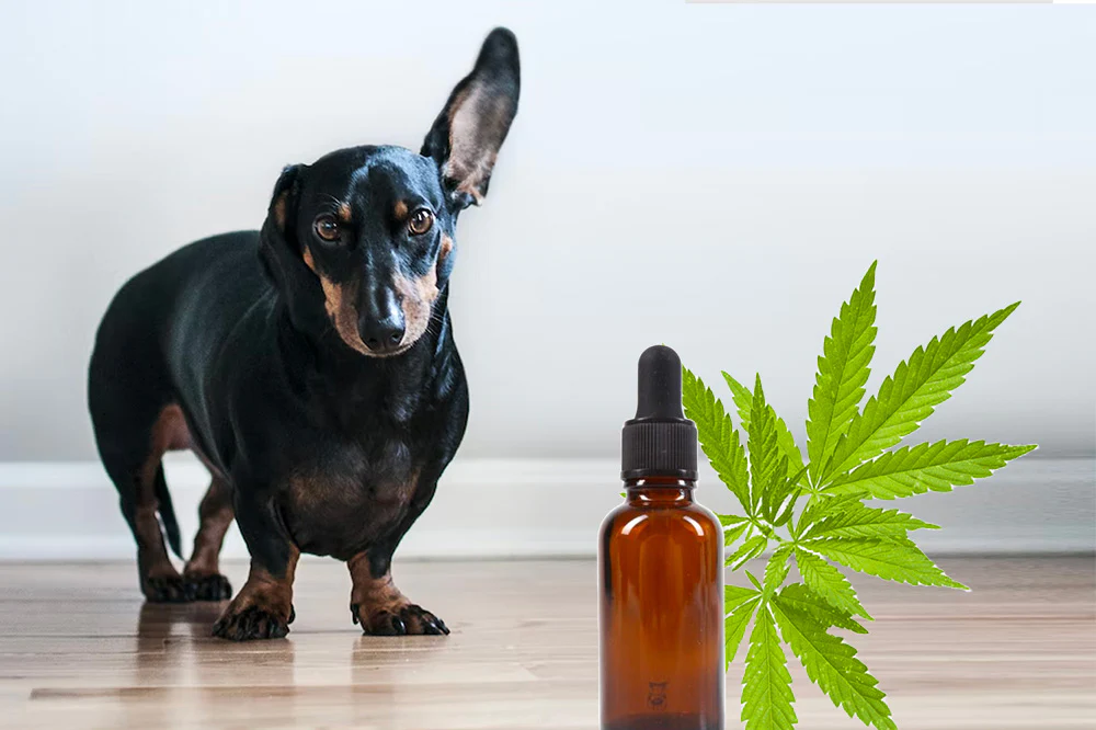 Here are 10 frequently asked questions (FAQs) and their answers for "The Ultimate Guide to Using CBD Oil for Your Pet’s Anxiety": What Is CBD Oil, and Can I Use It for My Pet's Anxiety? Answer: CBD (cannabidiol) oil is a natural compound derived from hemp plants. It can be used to help manage anxiety in pets by interacting with their endocannabinoid system. It's essential to consult with your veterinarian before using CBD oil for your pet. How Does CBD Oil Work to Reduce Anxiety in Pets? Answer: CBD interacts with receptors in your pet's endocannabinoid system, helping to regulate anxiety-related responses. It may promote relaxation and reduce stress. Is CBD Oil Safe for Pets? Answer: When used correctly and under the guidance of a veterinarian, CBD oil is generally considered safe for pets. However, it's crucial to use high-quality CBD oil and follow dosing instructions carefully. What Are the Potential Benefits of CBD Oil for Pet Anxiety? Answer: CBD oil may help alleviate symptoms of anxiety in pets, including excessive barking, restlessness, and fear of loud noises or separation anxiety. How Do I Choose the Right CBD Oil for My Pet? Answer: Select a high-quality CBD oil specifically designed for pets. Look for products that provide dosage instructions based on your pet's size and weight. What Is the Proper Dosage of CBD Oil for My Pet's Anxiety? Answer: The correct dosage varies based on your pet's weight, the CBD oil's concentration, and the severity of anxiety. Consult your veterinarian for personalized dosage recommendations. Are There Any Side Effects of Using CBD Oil for Pets? Answer: Side effects are rare but can include drowsiness, dry mouth, or mild digestive issues. It's essential to start with a low dose and monitor your pet for any adverse reactions. Can I Use CBD Oil Alongside Other Anxiety Medications for My Pet? Answer: Always consult with your veterinarian before combining CBD oil with other medications. They can provide guidance on potential interactions and the best treatment approach for your pet. How Long Does It Take to See Results with CBD Oil for Pet Anxiety? Answer: The time it takes to see results can vary from pet to pet. Some may experience relief within a few days, while others may take longer. Consistency in dosing is key. What Should I Look for in Terms of Improvement in My Pet's Anxiety? Answer: Monitor your pet for positive changes, such as reduced anxiety symptoms, improved behavior, and increased comfort in anxiety-inducing situations. Keep a diary to track progress. These FAQs and answers provide essential information for pet owners considering the use of CBD oil to manage their pet's anxiety. It's crucial to prioritize your pet's well-being and consult with a veterinarian before starting any CBD oil regimen.