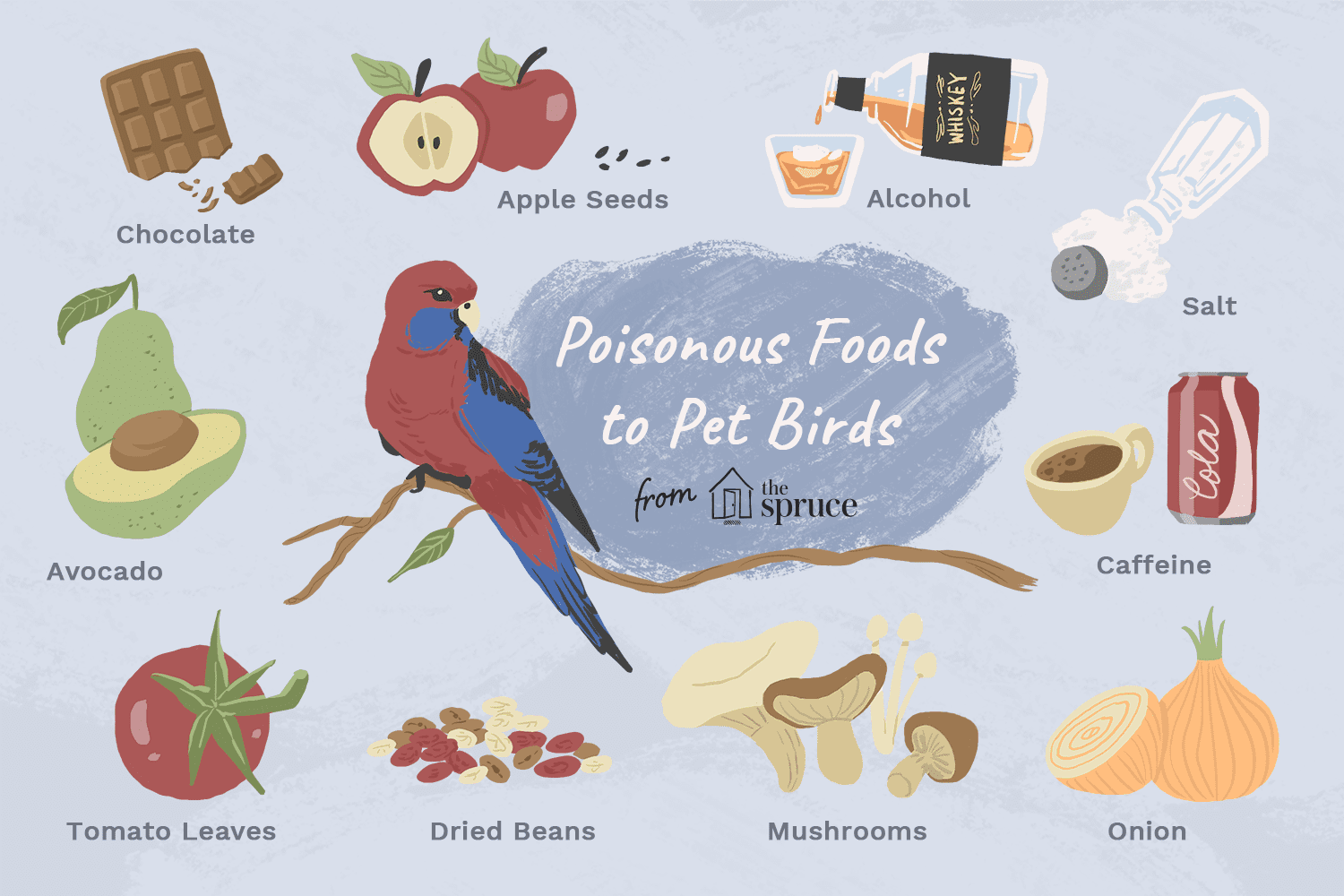 Understanding the Nutritional Needs of Common Pet Birds