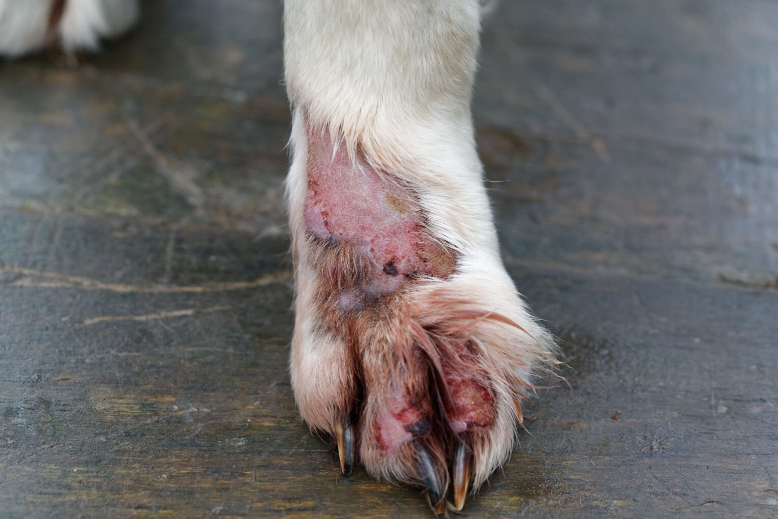 Fur and Flare-Ups: Dealing with Skin Problems in Your Canine Companion