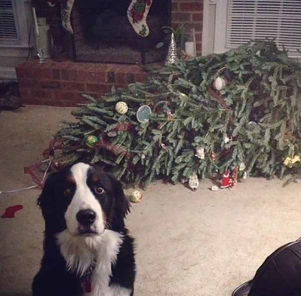 Dog-Proof Your Christmas Tree