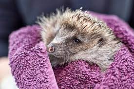 Is Your Hedgehog Sick? 14 Possible Signs to Watch For and What They Mean